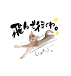 アビシニアン猫のリリーさん、返事スタンプ（個別スタンプ：7）