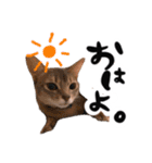 アビシニアン猫のリリーさん、返事スタンプ（個別スタンプ：9）