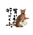 アビシニアン猫のリリーさん、返事スタンプ（個別スタンプ：12）