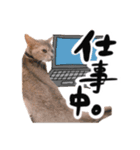 アビシニアン猫のリリーさん、返事スタンプ（個別スタンプ：13）
