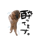 アビシニアン猫のリリーさん、返事スタンプ（個別スタンプ：14）