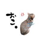 アビシニアン猫のリリーさん、返事スタンプ（個別スタンプ：16）