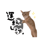 アビシニアン猫のリリーさん、返事スタンプ（個別スタンプ：17）