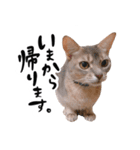 アビシニアン猫のリリーさん、返事スタンプ（個別スタンプ：18）