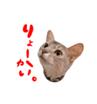 アビシニアン猫のリリーさん、返事スタンプ（個別スタンプ：19）