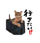 アビシニアン猫のリリーさん、返事スタンプ（個別スタンプ：21）