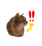 アビシニアン猫のリリーさん、返事スタンプ（個別スタンプ：22）