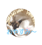 フクロモモンガ小春（個別スタンプ：1）