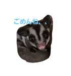 フクロモモンガ小春（個別スタンプ：4）