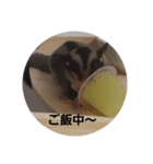 フクロモモンガ小春（個別スタンプ：5）