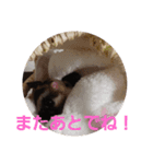 フクロモモンガ小春（個別スタンプ：8）