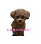 ダップー＆マルプースタンプ（個別スタンプ：9）