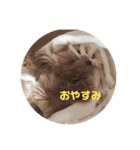ダップー＆マルプースタンプ（個別スタンプ：18）
