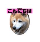 奈々ちゃんの思い出（個別スタンプ：27）