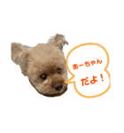 元気な仔犬あーちゃん（個別スタンプ：1）