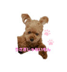 元気な仔犬あーちゃん（個別スタンプ：2）