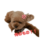 元気な仔犬あーちゃん（個別スタンプ：4）