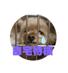 元気な仔犬あーちゃん（個別スタンプ：7）