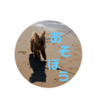 元気な仔犬あーちゃん（個別スタンプ：8）