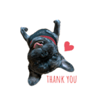 dog ぷてぃ（個別スタンプ：1）