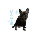 dog ぷてぃ（個別スタンプ：4）