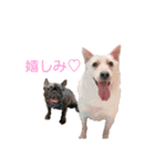 dog ぷてぃ（個別スタンプ：6）