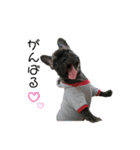 dog ぷてぃ（個別スタンプ：7）
