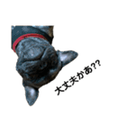 dog ぷてぃ（個別スタンプ：8）