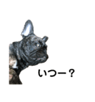 dog ぷてぃ（個別スタンプ：10）
