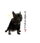 dog ぷてぃ（個別スタンプ：11）