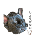 dog ぷてぃ（個別スタンプ：12）