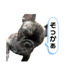 dog ぷてぃ（個別スタンプ：13）