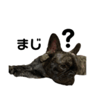 dog ぷてぃ（個別スタンプ：14）