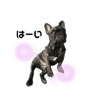 dog ぷてぃ（個別スタンプ：15）