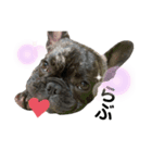 dog ぷてぃ（個別スタンプ：16）