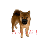 はるたろうさん再び（個別スタンプ：2）