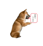 はるたろうさん再び（個別スタンプ：3）
