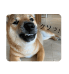 はるたろうさん再び（個別スタンプ：7）