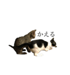 俺らのねっこ（個別スタンプ：2）