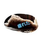 プードルメル（個別スタンプ：8）