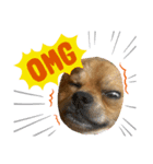 BOSS.DOG（個別スタンプ：1）