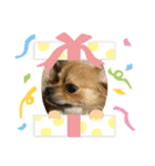 BOSS.DOG（個別スタンプ：2）