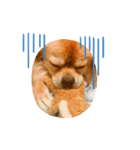 BOSS.DOG（個別スタンプ：4）