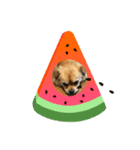 BOSS.DOG（個別スタンプ：5）