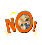 BOSS.DOG（個別スタンプ：6）