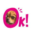 BOSS.DOG（個別スタンプ：7）