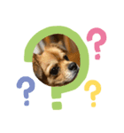 BOSS.DOG（個別スタンプ：8）