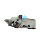 チワワのめろんさん（個別スタンプ：5）