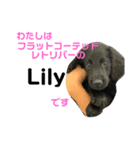 Lily Face stamp 2（個別スタンプ：2）