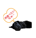 Lily Face stamp 2（個別スタンプ：3）